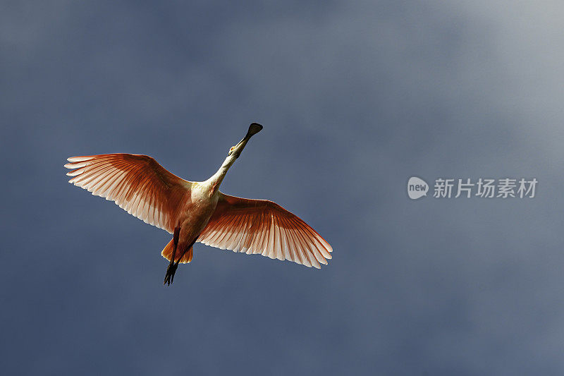 玫瑰色琵鹭，Platalea ajaja, Ajaia ajaja, Audubon Alafia银行鸟类保护区;鸟岛;希尔斯堡惨案湾;坦帕湾;佛罗里达。在蓝天下飞翔。